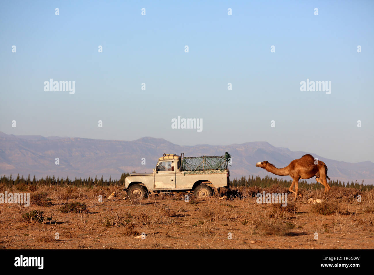 Dromedar, one-Humped Camel (Camelus dromedarius), Wandern hinter einem Jeep, Marokko, Souss Massa Nationalpark Stockfoto