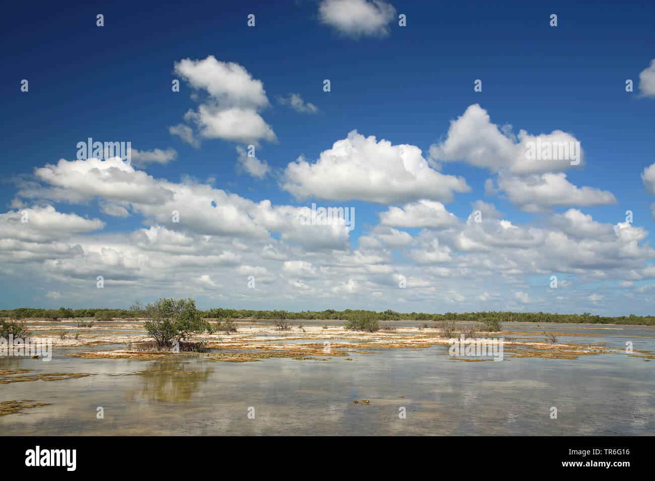 Seichte Wasser der Salinen, Kuba, Zapata Nationalpark, Playa Larga Stockfoto