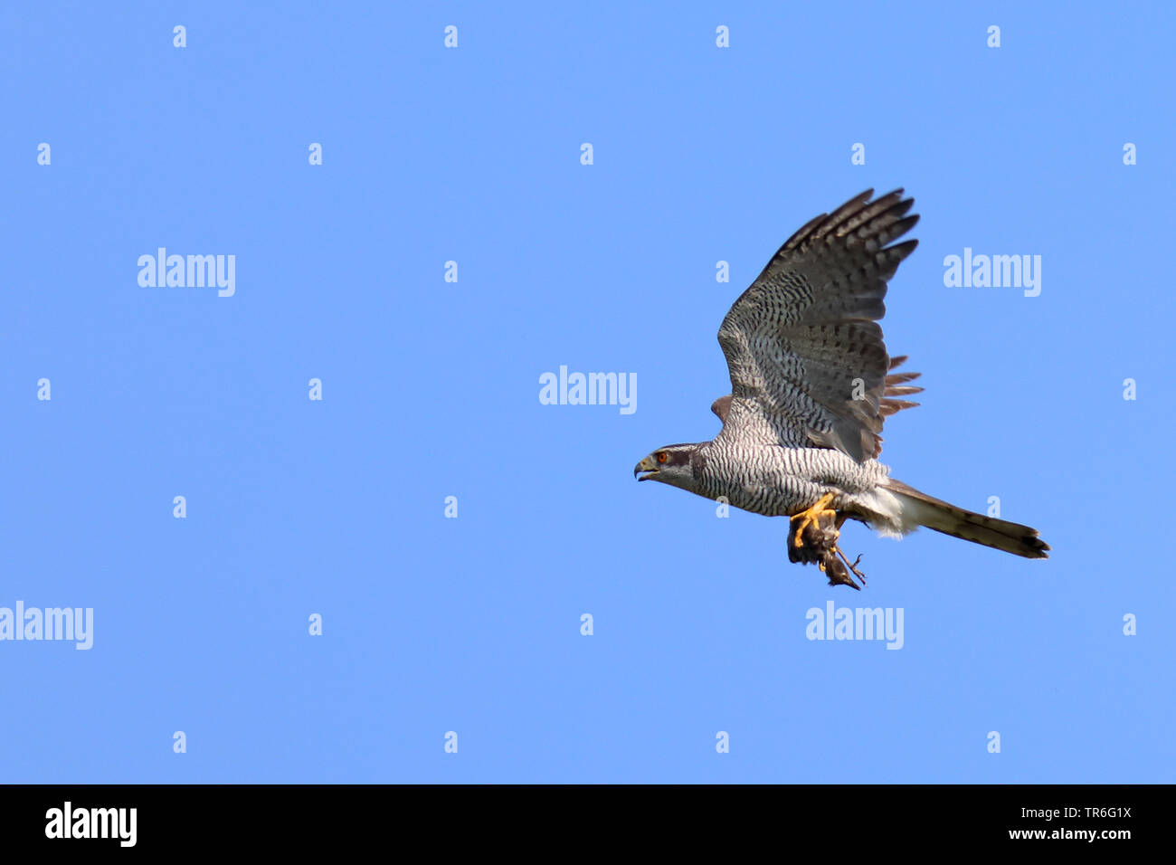 Northern Habicht (Accipiter gentilis), im Flug mit erwischt Starling auf der Talons, Niederlande, Texel Stockfoto