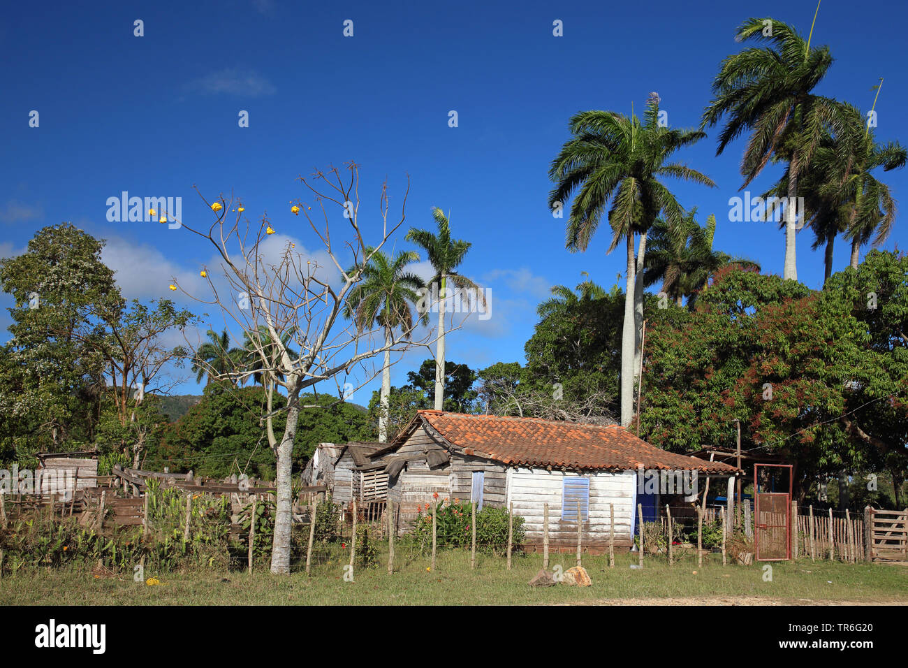 Haus und Garten der ländlichen Bevölkerung, Kuba, Najasa, Belen Stockfoto