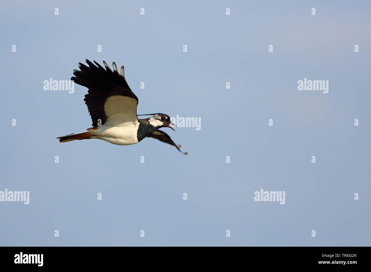 Northern Kiebitz (Vanellus vanellus), fliegende Männchen, Niederlande, Friesland Stockfoto