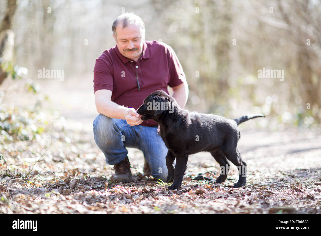 wire haired retriever