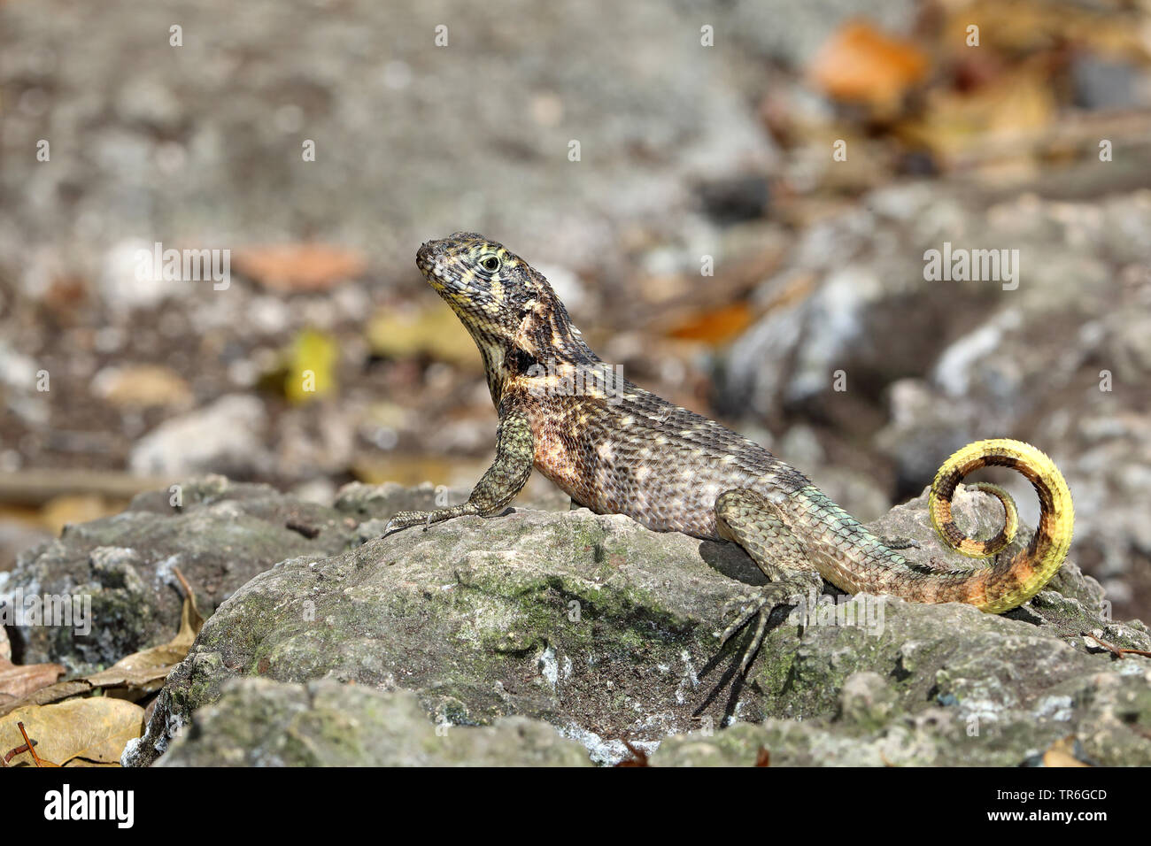 Kubanische Curlytail Lizard (leiocephalus Cubensis), der auf einem Felsen, Kuba, Varadero Stockfoto