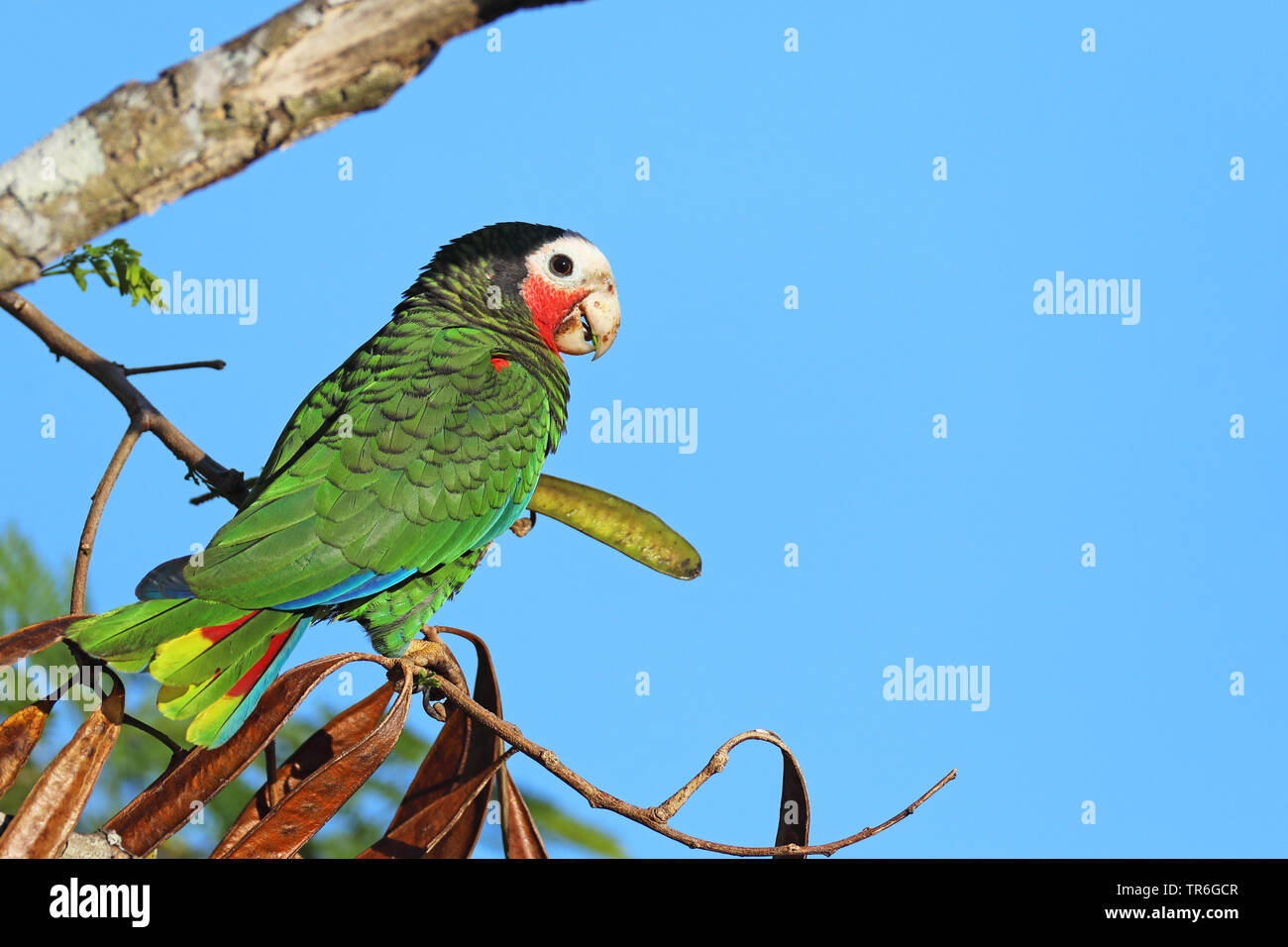 Kubanische Amazon (Amazona leucocephala), sitzt auf einem Baum, Kuba, Zapata Nationalpark Stockfoto