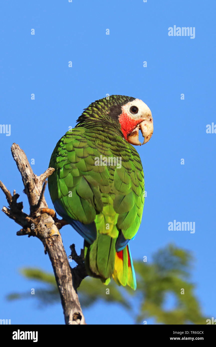 Kubanische Amazon (Amazona leucocephala), sitzt auf einem Baum, Kuba, Zapata Nationalpark Stockfoto
