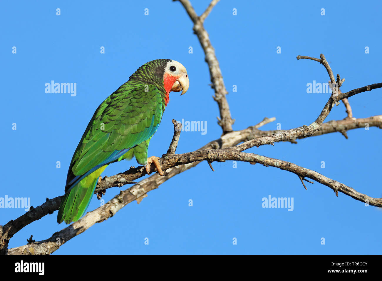 Kubanische Amazon (Amazona leucocephala), sitzt auf einem Baum, Kuba, Zapata Nationalpark Stockfoto
