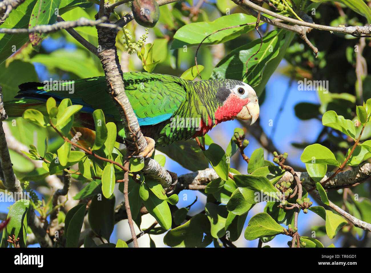 Kubanische Amazon (Amazona leucocephala), sitzt auf einem Baum, Kuba, Zapata Nationalpark Stockfoto