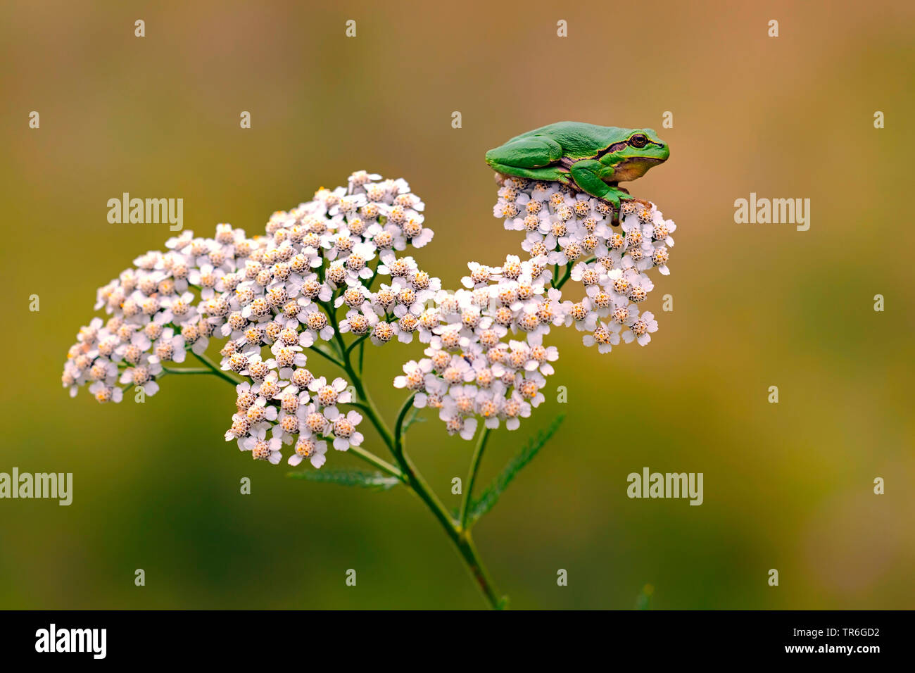 Europäische treefrog, gemeinsame Treefrog, Central European treefrog (Hyla arborea), sitzend auf einem Schafgarbe, Niederlande Stockfoto