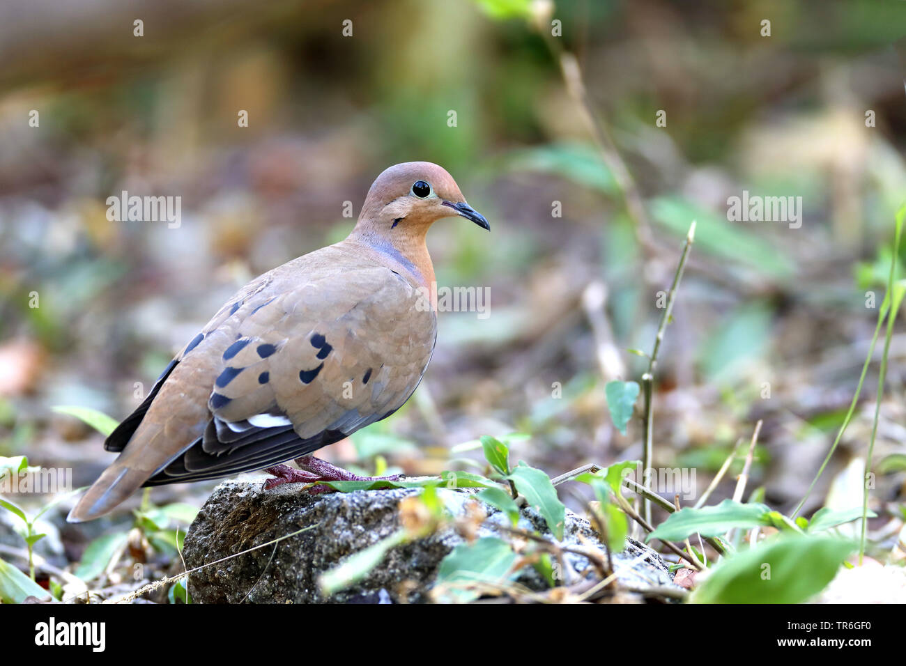 Zenaida dove (Zenaida aurita), auf dem Boden sitzend, Kuba, Cayo Coco Stockfoto
