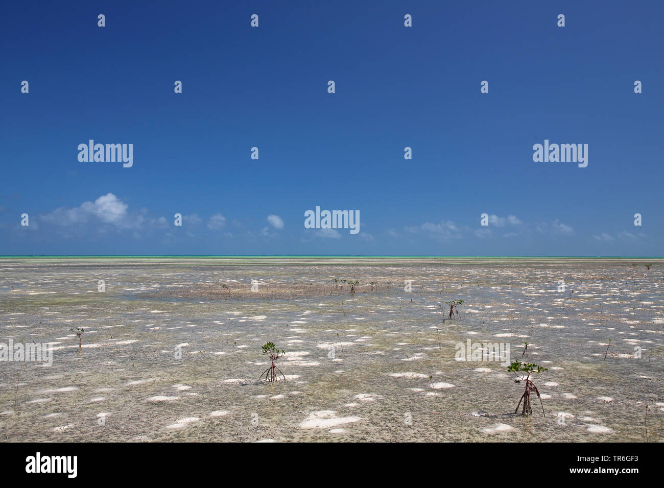 Flachen Gewässern von Cayo Guillermo, Kuba, Cayo Guillermo Stockfoto
