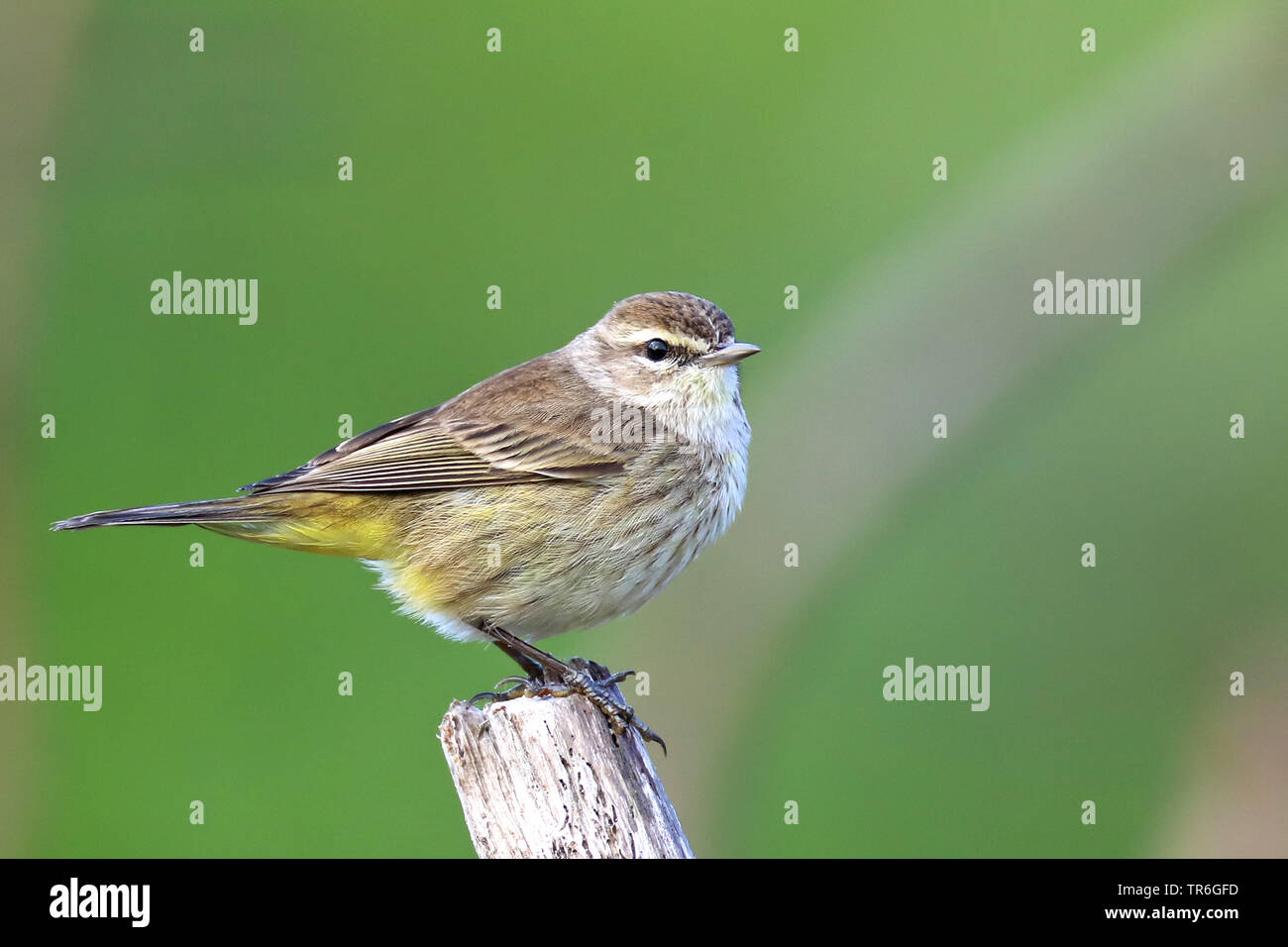 Palm Warbler (Dendroica palmarum), sitzend auf einem Pfosten, Kuba, Zapata Nationalpark Stockfoto