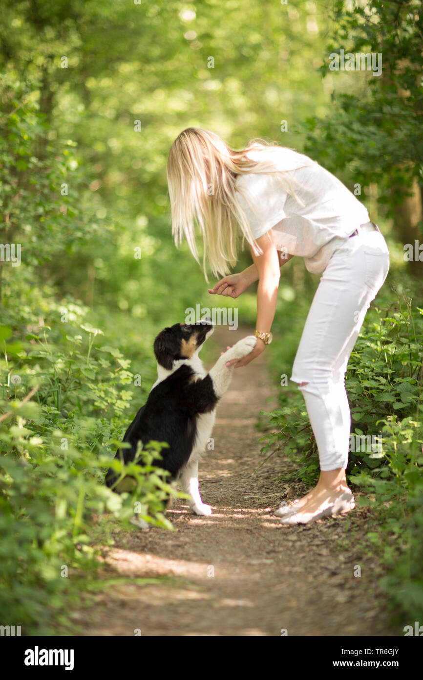 Australian Shepherd (Canis lupus f. familiaris), Welpe, eine junge Frau die Pfote auf einen Waldweg, Deutschland Stockfoto