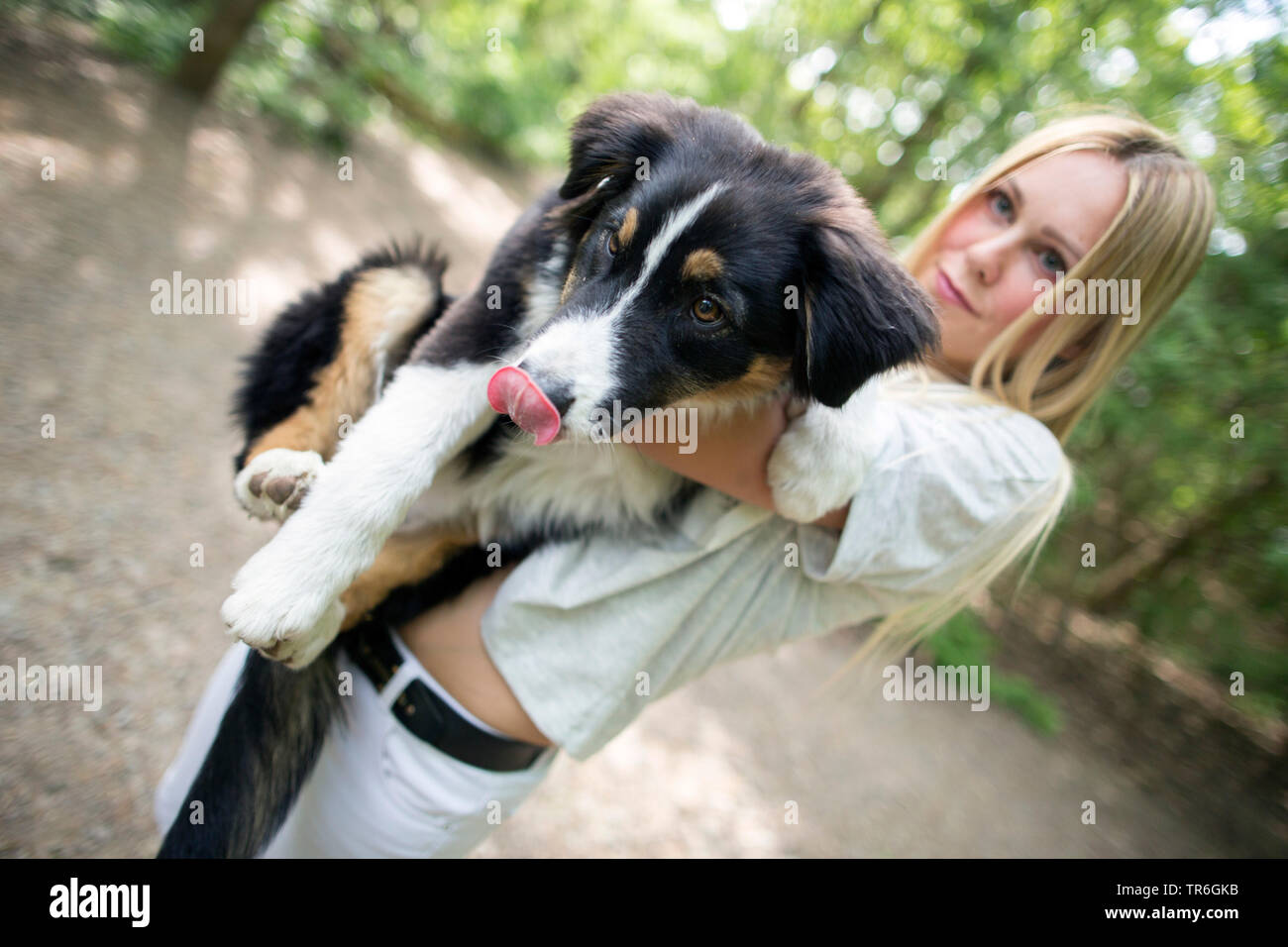 Australian Shepherd (Canis lupus f. familiaris), junge blonde Frau mit einem Welpen auf dem Arm, Deutschland Stockfoto