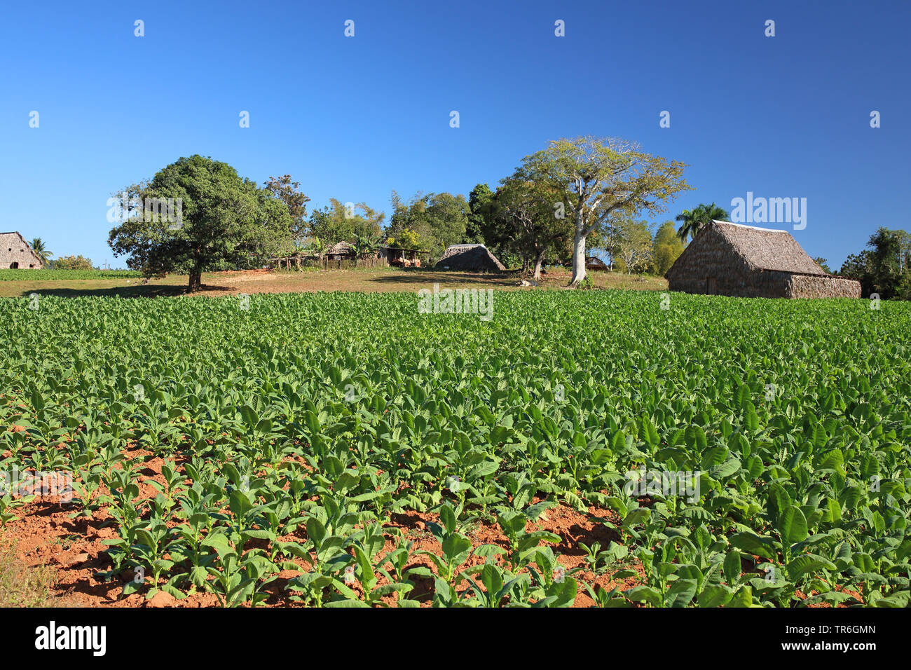 Angebaute Tabak, Tabakwaren, Tabak (Nicotiana Firma), Tabak, Kuba Stockfoto