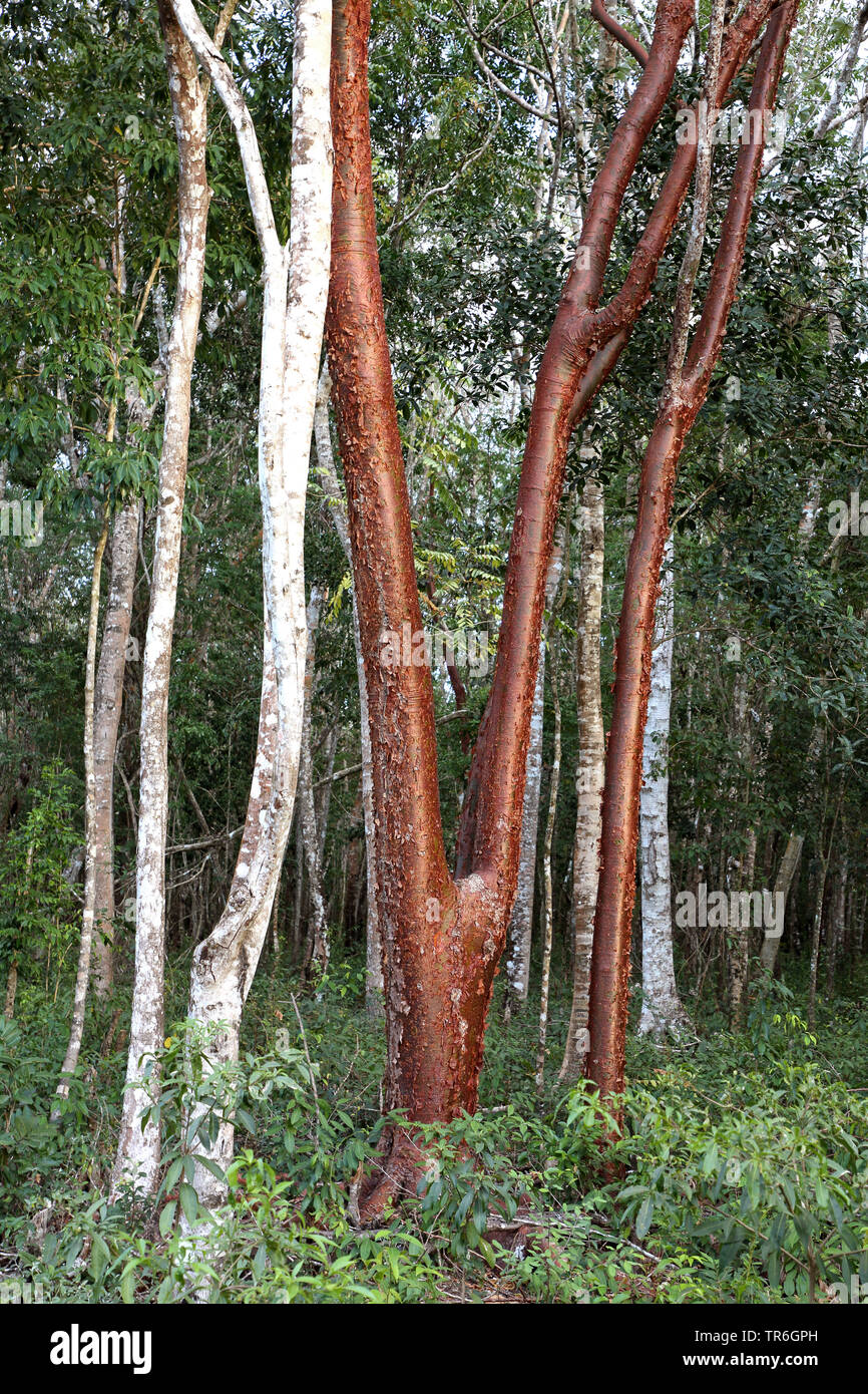 Gumbo - limbo, copperwood, chaca, Terpentin Baum (Bursera simaruba), Trunks, Kuba, Zapata Nationalpark Stockfoto
