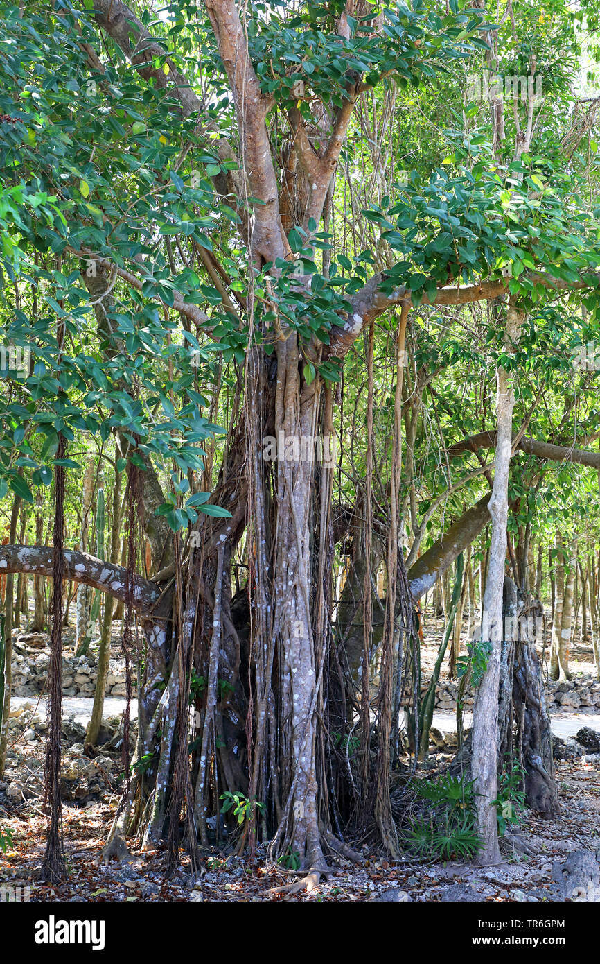Würgefeige (Ficus spec.), Trunks, Kuba, Zapata Nationalpark Stockfoto