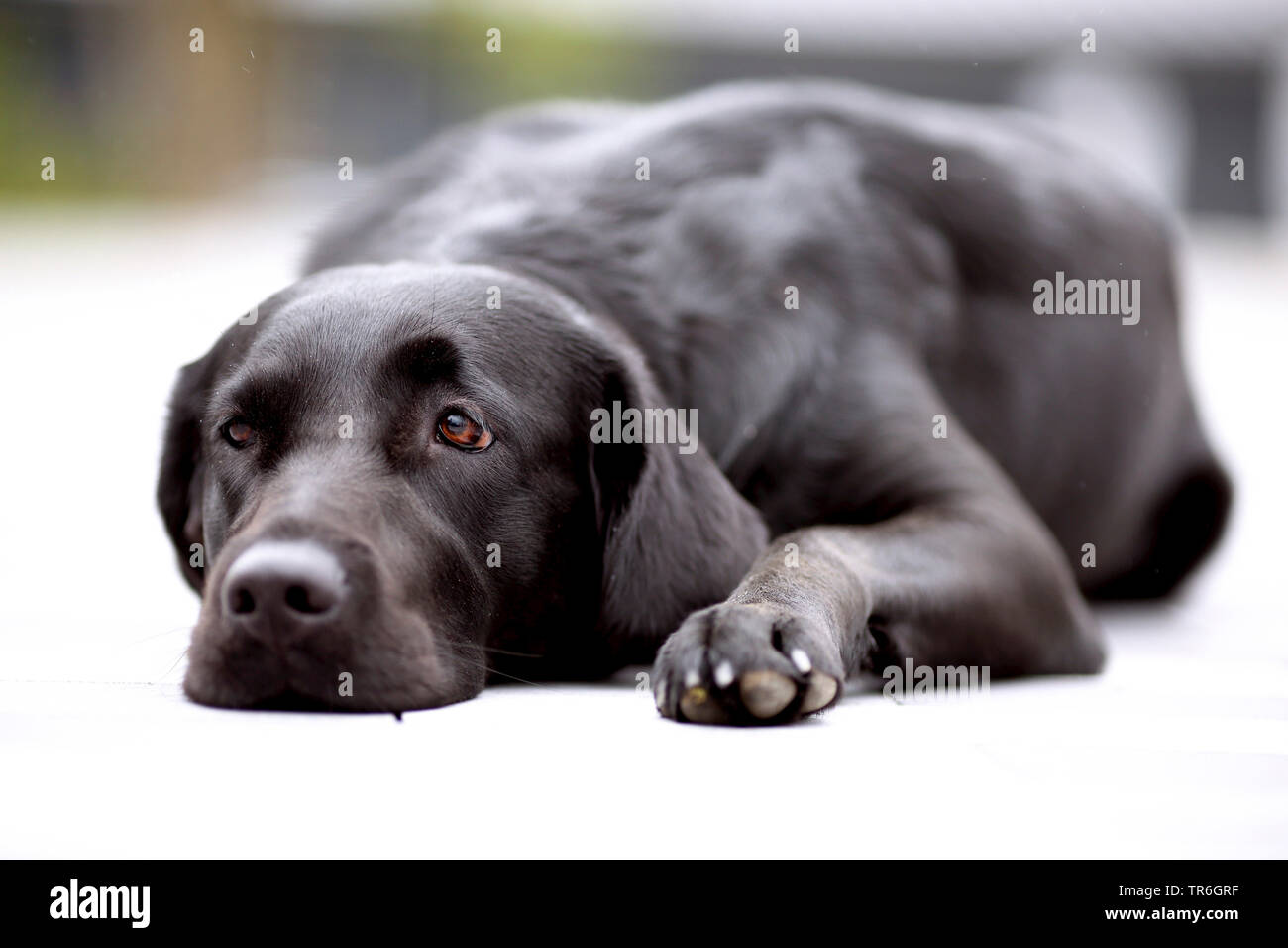 Labrador Retriever (Canis Lupus F. Familiaris), liegend, Deutschland Stockfoto