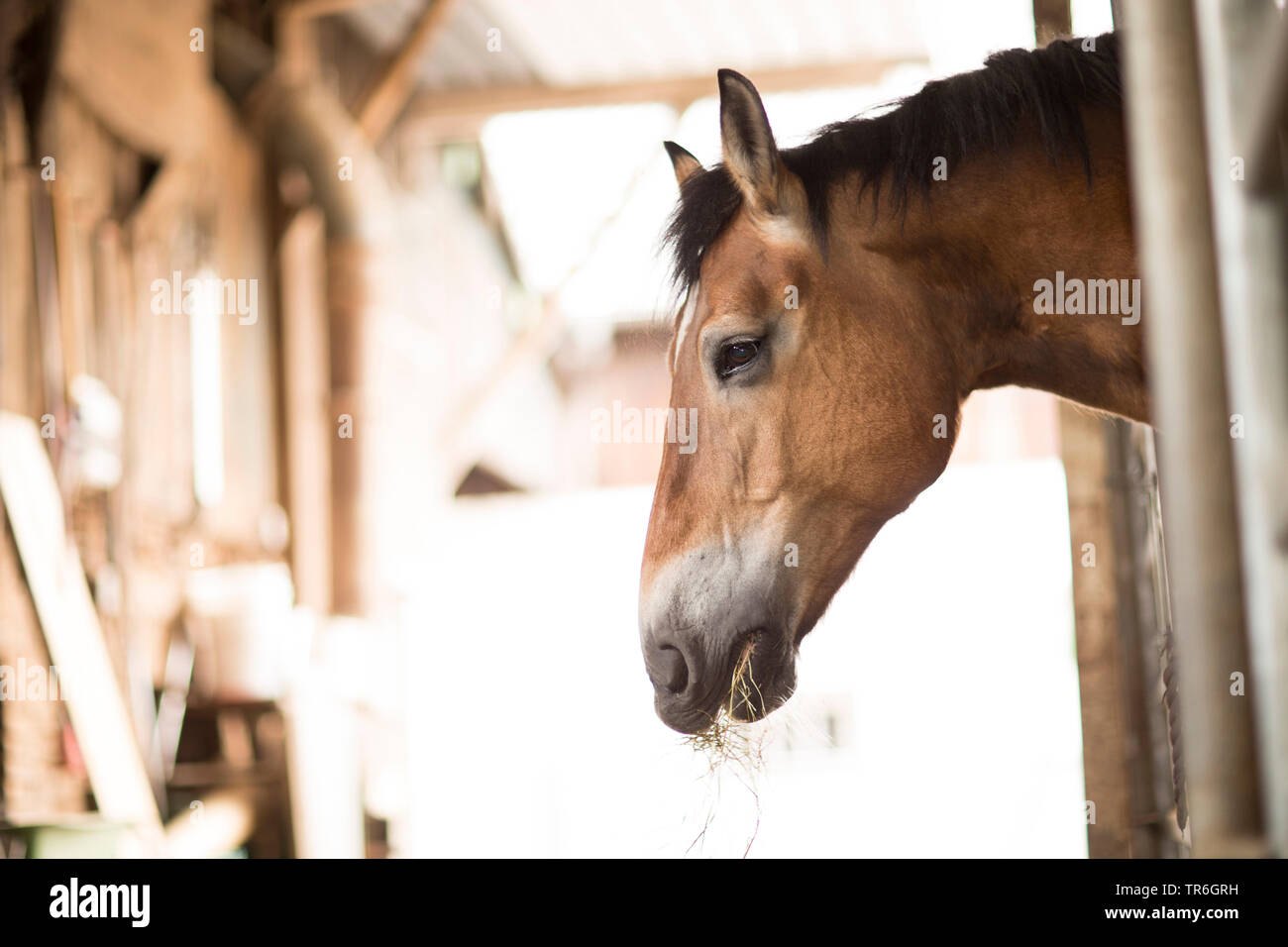 Inländische Pferd (Equus przewalskii f. caballus), im Pferdestall, Deutschland Stockfoto