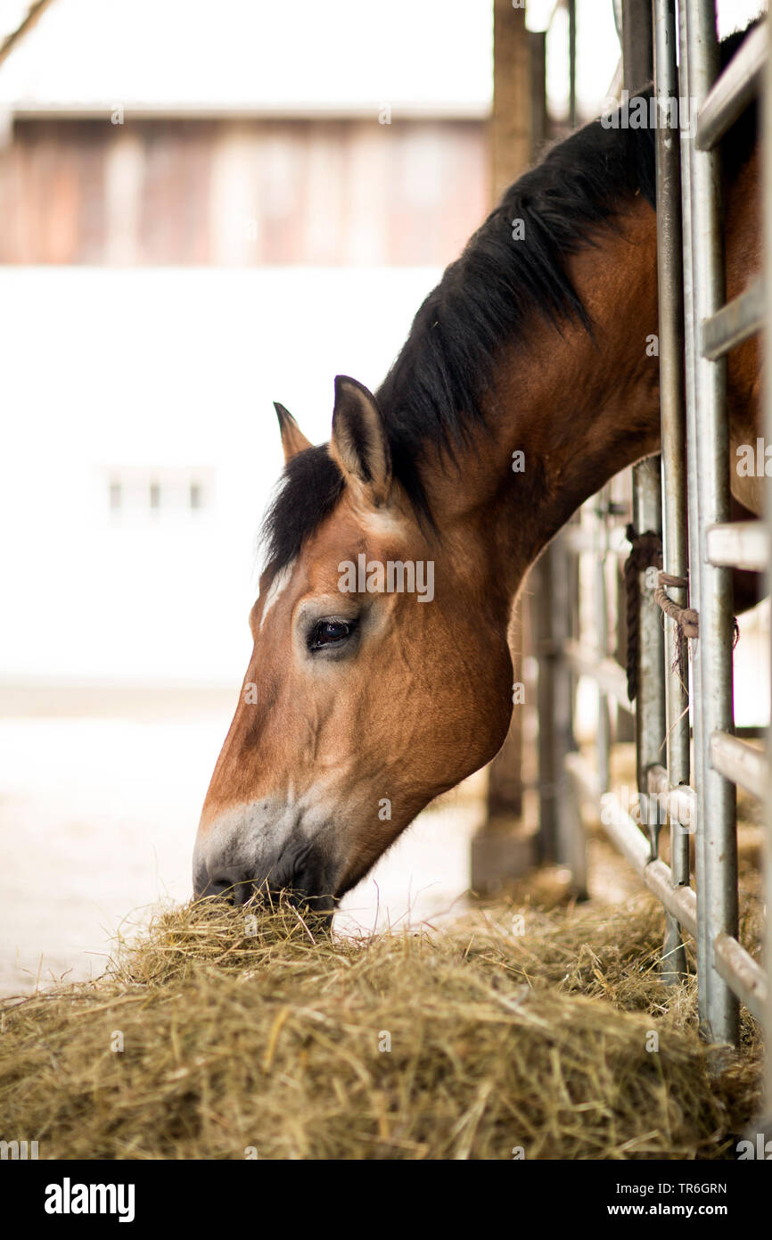 Inländische Pferd (Equus przewalskii f. caballus), essen Heu im Pferdestall, Deutschland Stockfoto