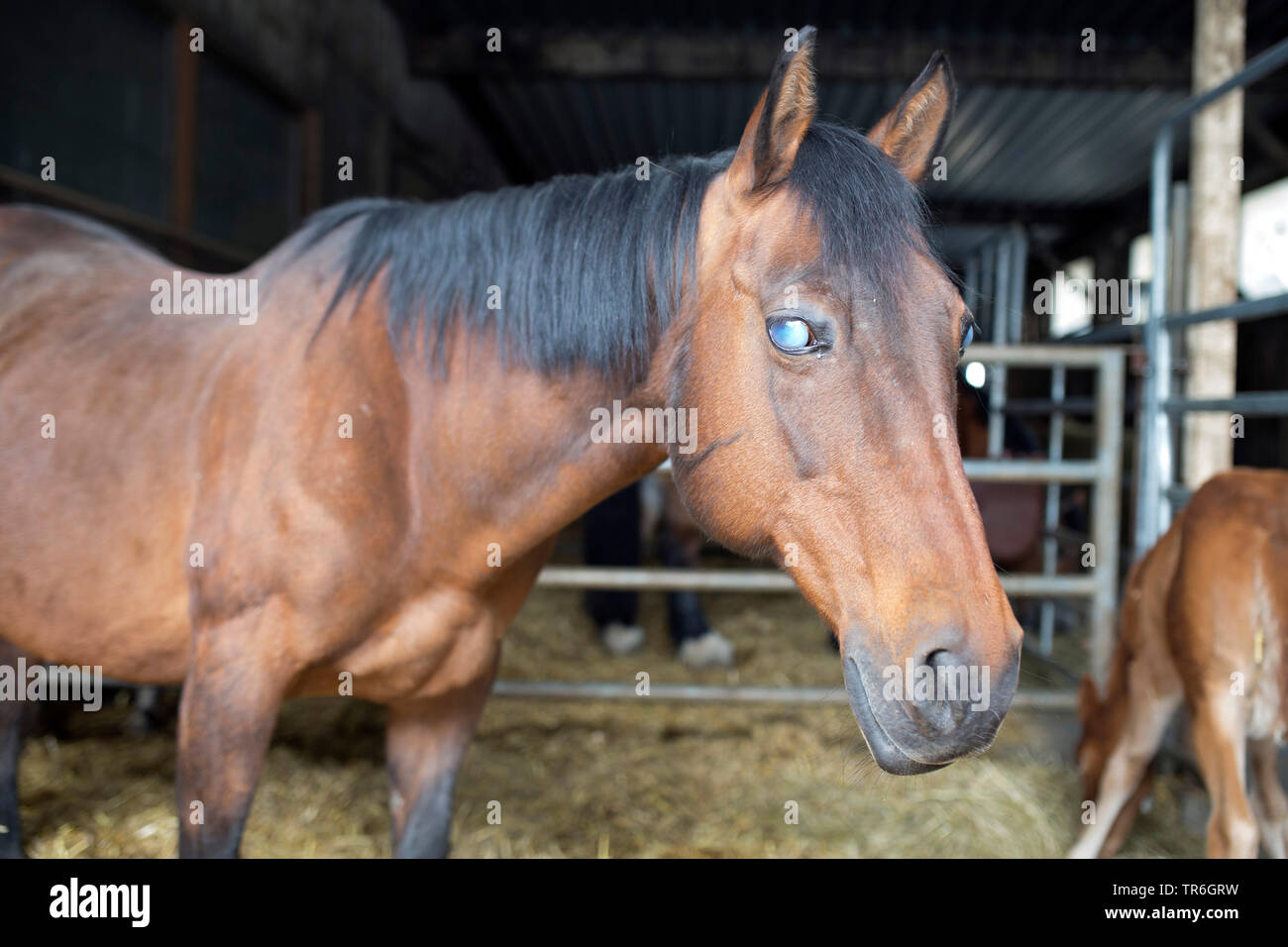 Inländische Pferd (Equus przewalskii f. caballus), blinden Pferd in einem Pferdestall, Deutschland Stockfoto