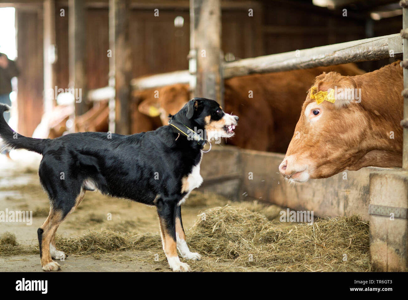Appenzell Rinder Hund (Canis lupus f. familiaris), Knurren ein Vieh in einem Kuhstall, Deutschland Stockfoto