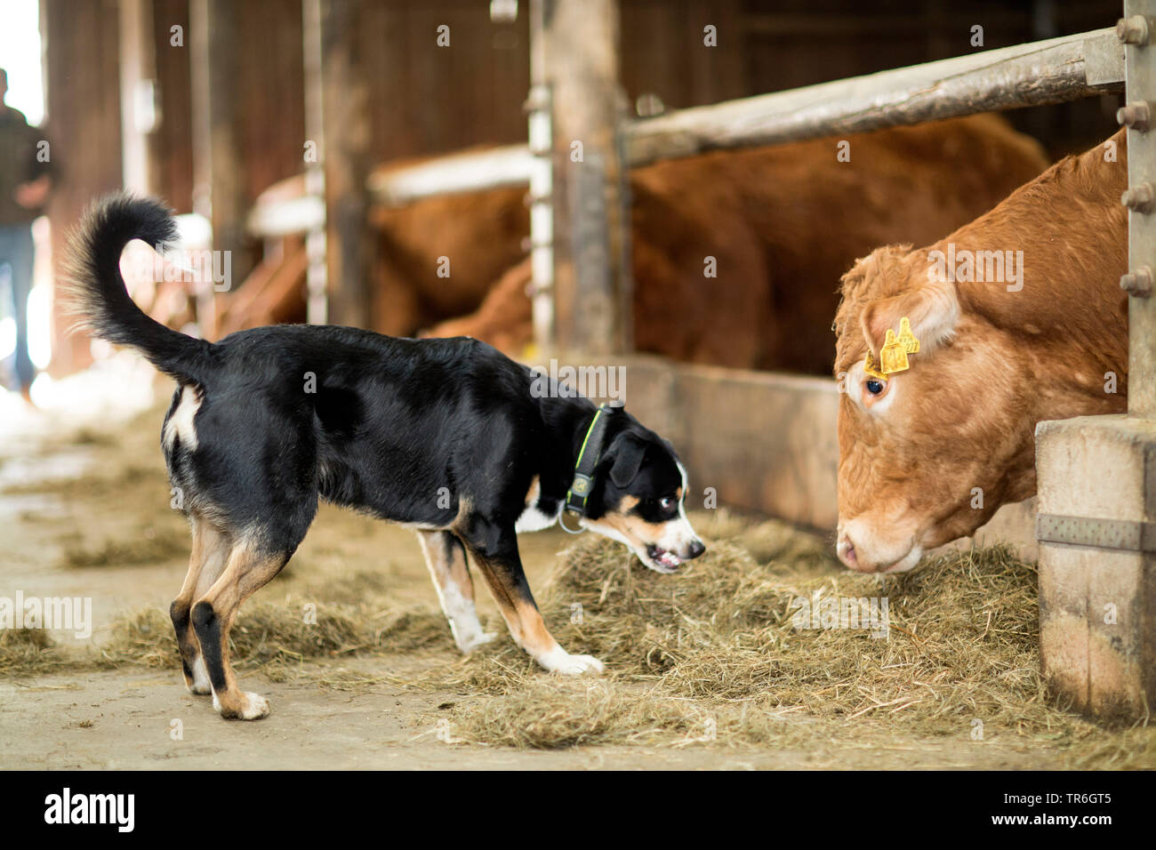 Appenzell Rinder Hund (Canis lupus f. familiaris), Knurren ein Vieh in einem Kuhstall, Deutschland Stockfoto