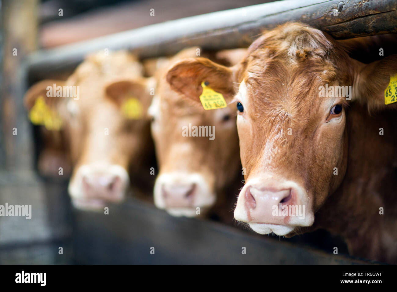 Inländische Rinder (Bos primigenius f. Taurus), Porträts in einem Kuhstall, Deutschland Stockfoto