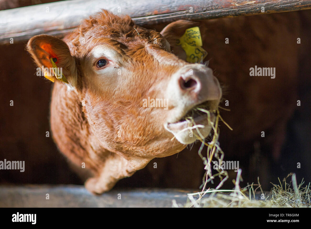 Inländische Rinder (Bos primigenius f. Taurus), Fütterung in einem Kuhstall, Deutschland Stockfoto