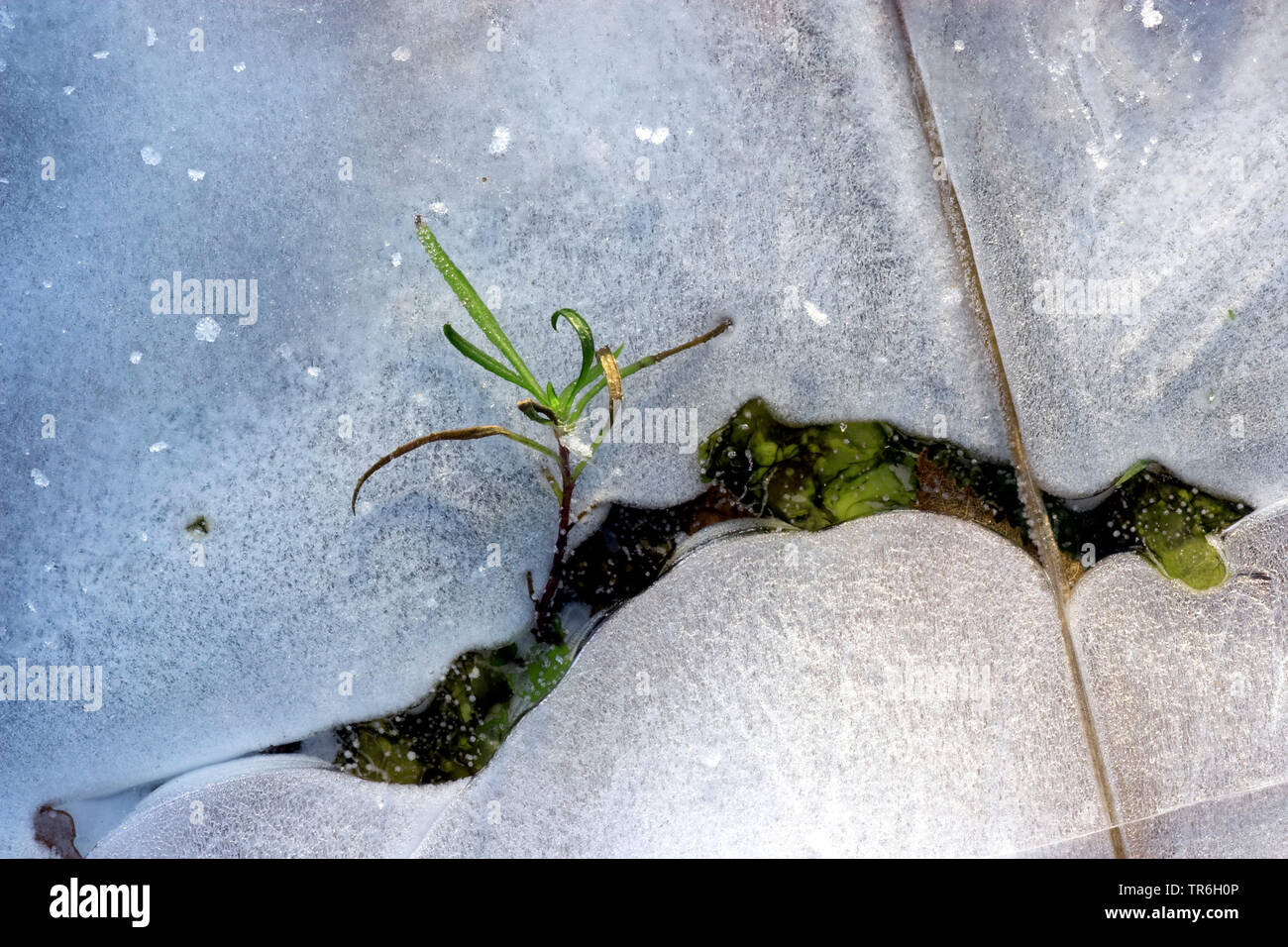 Werk in Abstand von gebrochenem Eis Blatt in einem Creek, Deutschland, Nordrhein-Westfalen, Bergisches Land Stockfoto