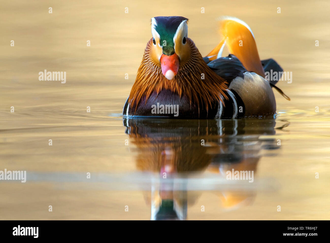Mandarinente (Aix galericulata), Männchen auf dem Wasser, Deutschland, Nordrhein-Westfalen, Bergisches Land Stockfoto