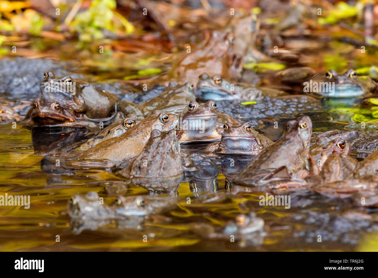 Grasfrosch, grasfrosch (Rana temporaria), mehrere Gras Frösche laichen mit spawn Klümpchen, Deutschland, Bayern Stockfoto