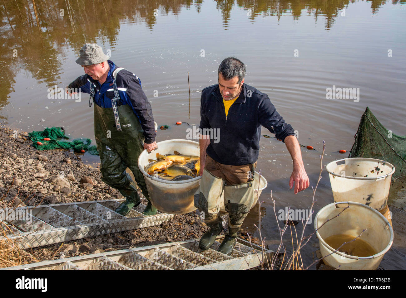 Spiegelkarpfen, Europäische KARPFEN (CYPRINUS CARPIO), fisching in einem Teich, Deutschland, Bayern Stockfoto