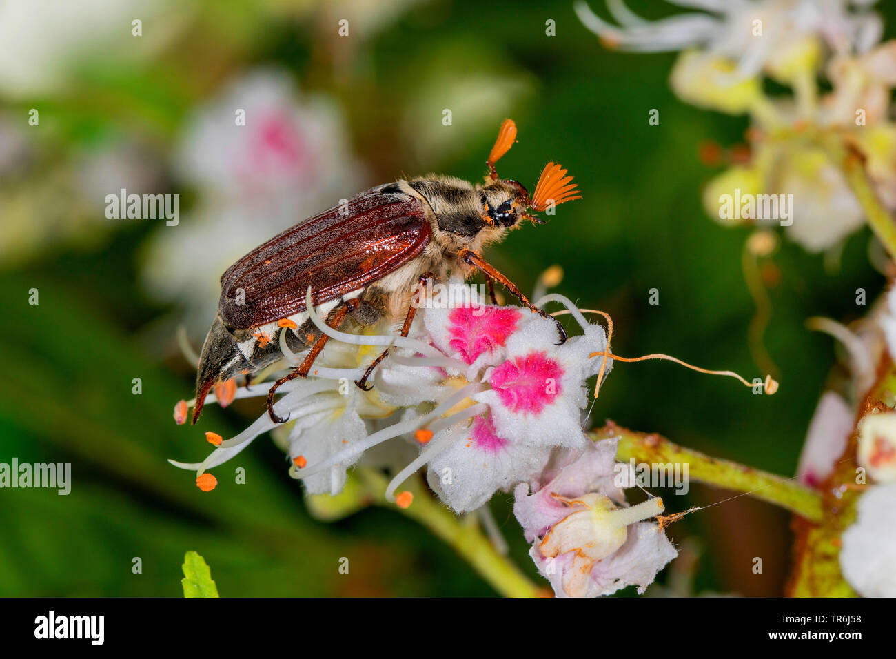 Gemeinsame Maikäfer, Maybug, Maybeetle (Melolontha melolontha), männlich auf Blume der Rosskastanie, Deutschland, Bayern Stockfoto