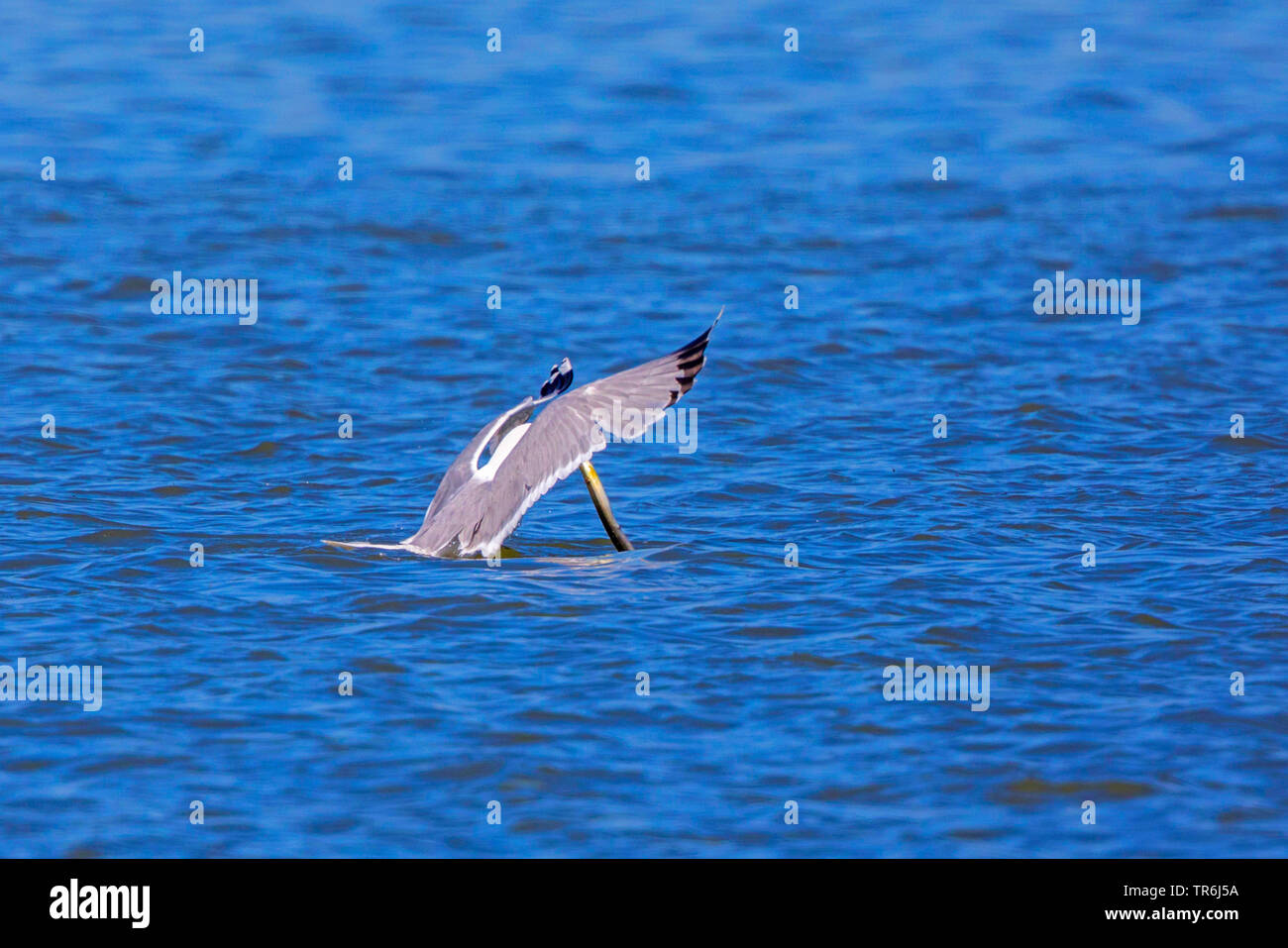 Yellow-legged Gull (Larus michahellis, Larus cachinnans michahellis), mit gefangenen Aale im Schnabel, Deutschland, Bayern, Chiemsee Stockfoto