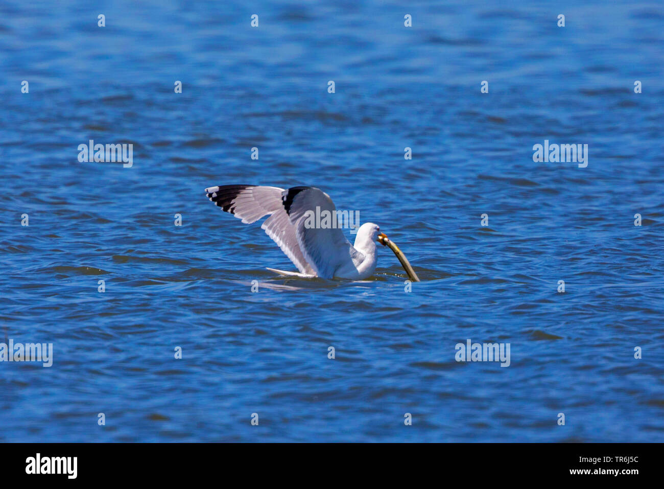 Yellow-legged Gull (Larus michahellis, Larus cachinnans michahellis), mit gefangenen Aale im Schnabel, Deutschland, Bayern, Chiemsee Stockfoto