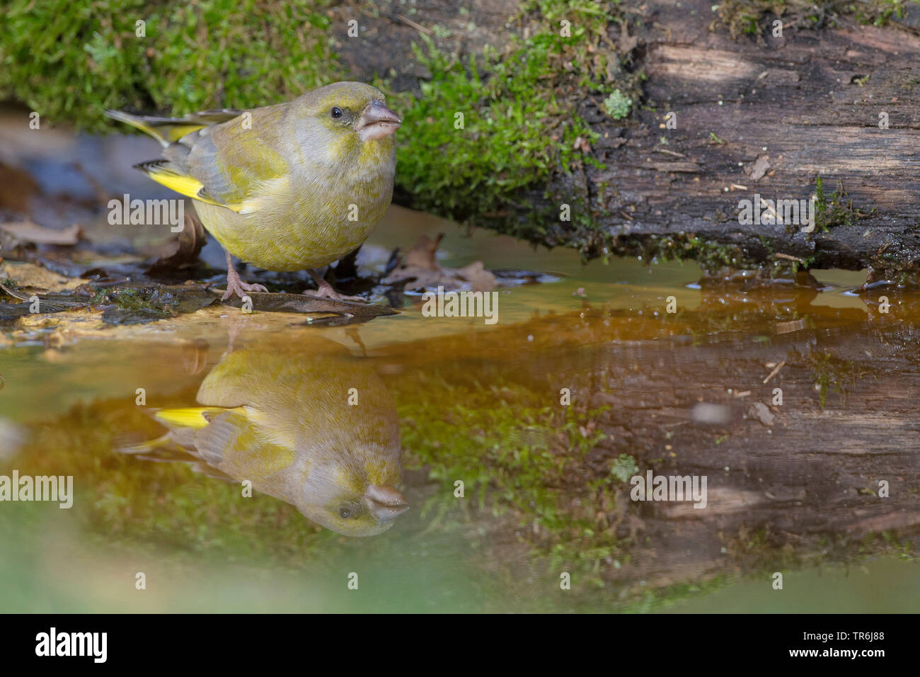 Western grünfink (Carduelis chloris), männlich Trinken von einem Bach, Deutschland Stockfoto