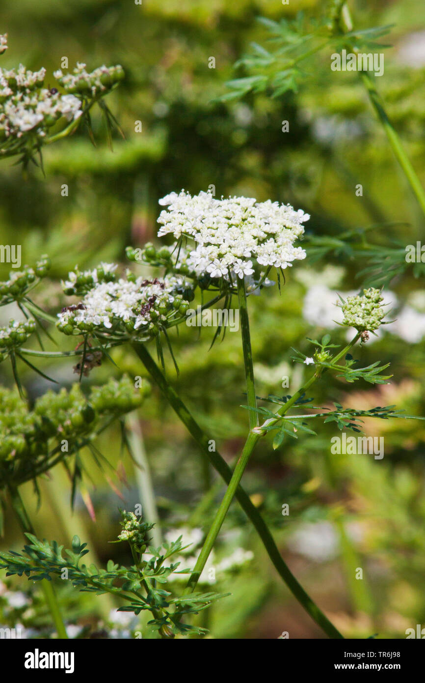Fool's Petersilie, Fool's Cicely, Gift Petersilie (Aethusa cynapium, cynapium Aethusa cynapium Subsp), blühende, Deutschland Stockfoto
