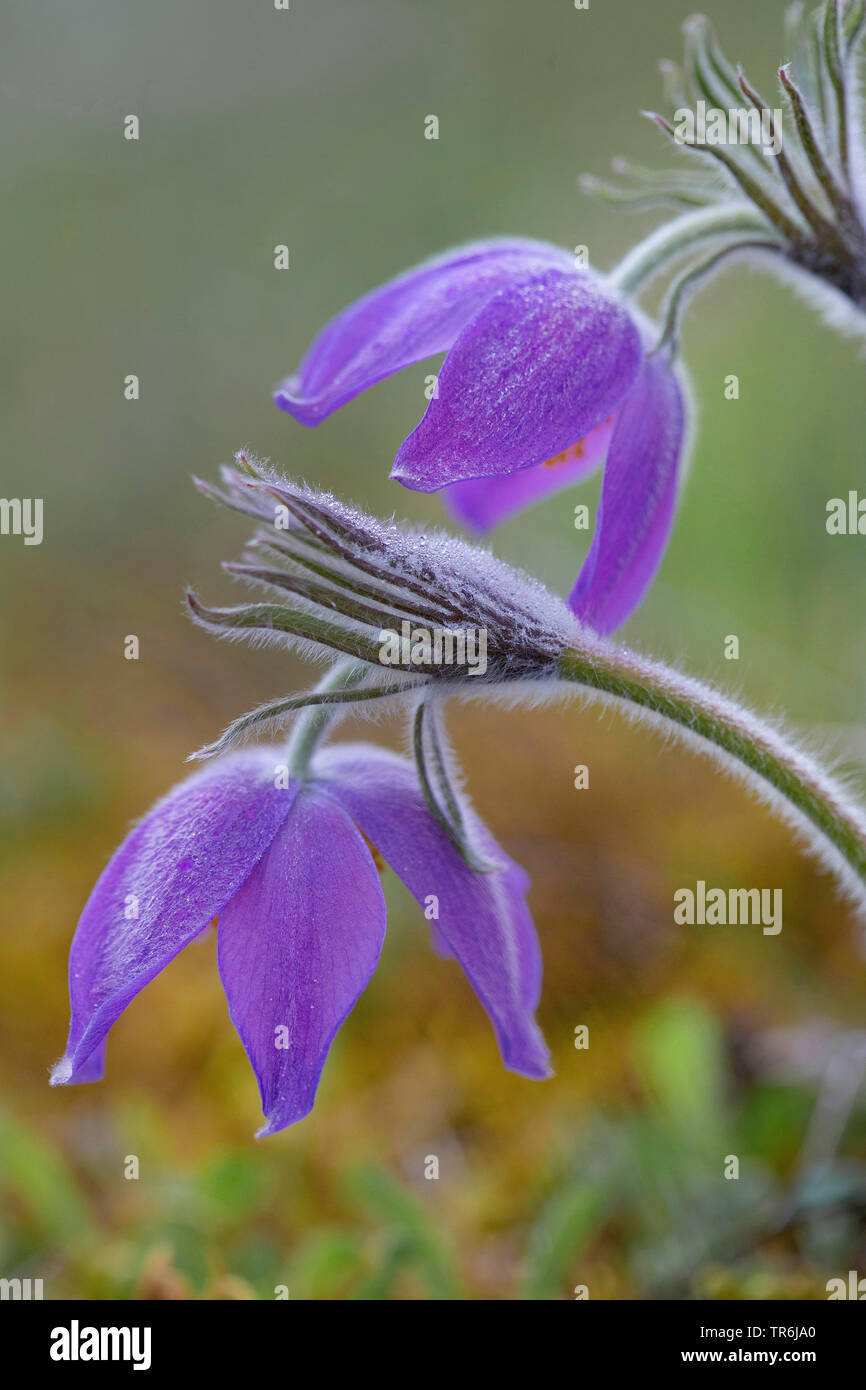 Pasque flower (Pulsatilla patens, Anemone patens), Blumen in der Seitenansicht, Deutschland, Bayern Stockfoto