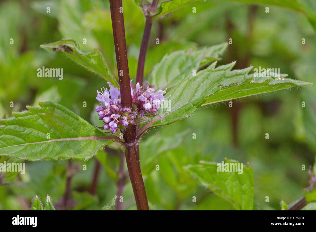 Pfefferminze, Hybrid-Pfefferminze (Mentha x Piperita, Mentha Piperita, M. Aquatica x M. Spicata), blühen, Deutschland Stockfoto