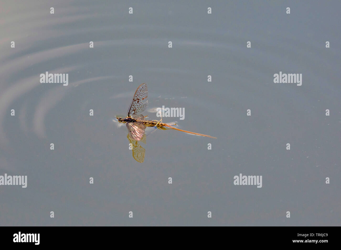 Backswimmers, Wasser Schiffer (Notonectidae), mit gefangen Mayfly, Deutschland, Bayern, Erdinger Moos Stockfoto