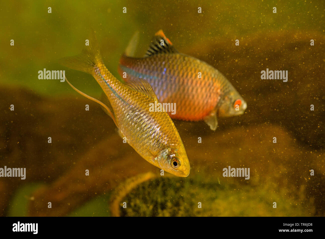 Rhodeus sericeus amarus -Fotos und -Bildmaterial in hoher Auflösung – Alamy