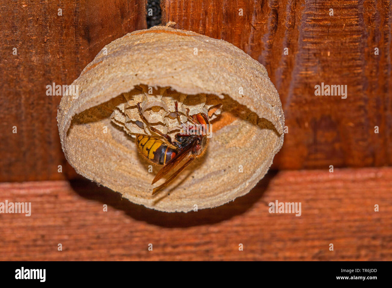 Hornet, brown Hornet, Europäische Hornisse (Vespa crabro), die Königin füttern Larven in den Waben des Nestes, Deutschland, Bayern Stockfoto