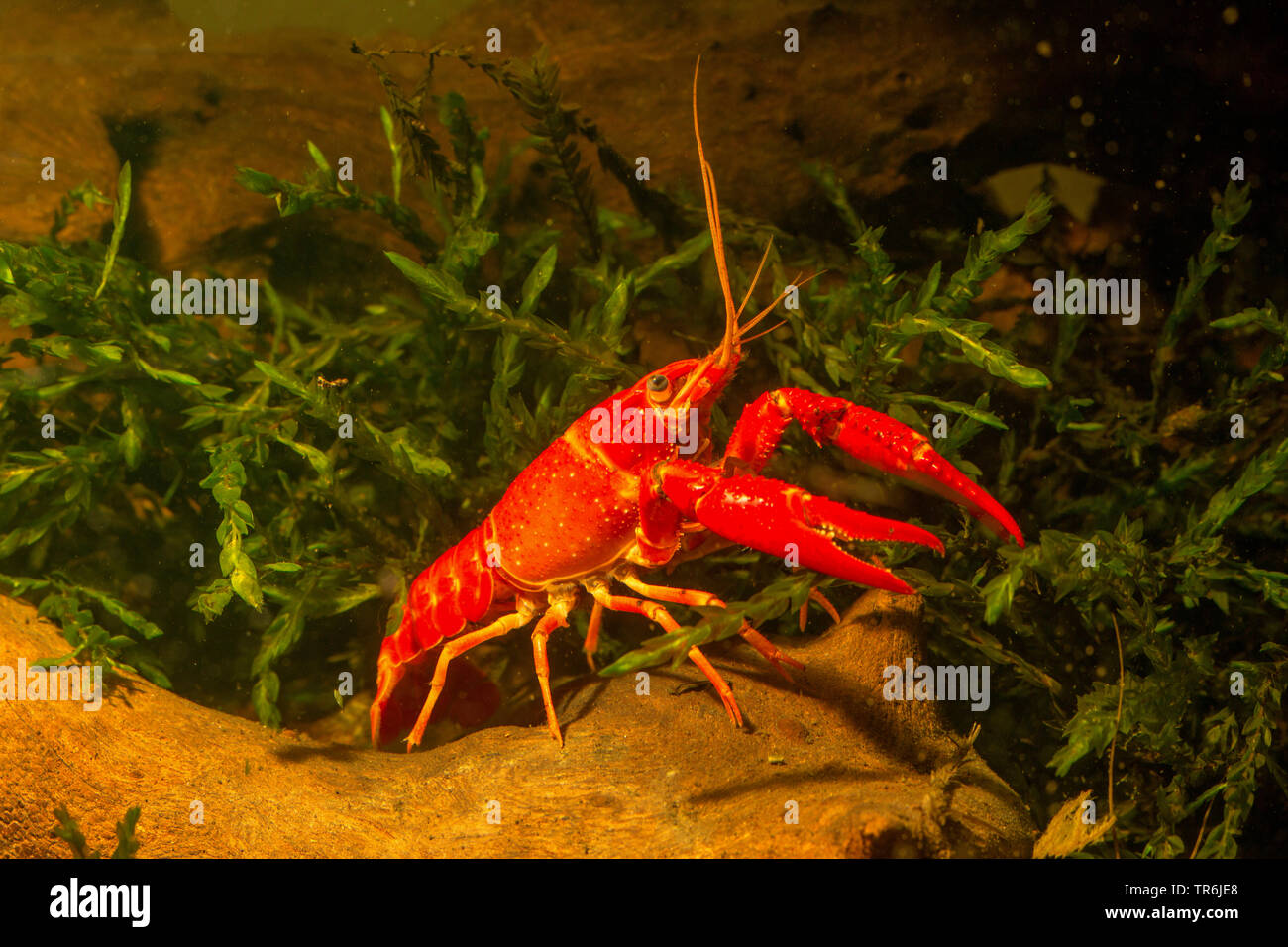 Louisiana red Krebse, roten Sumpf Krebse, Louisiana Swamp Krebse, roten Krebse (Procambarus Clarkii), Männlich, Deutschland Stockfoto