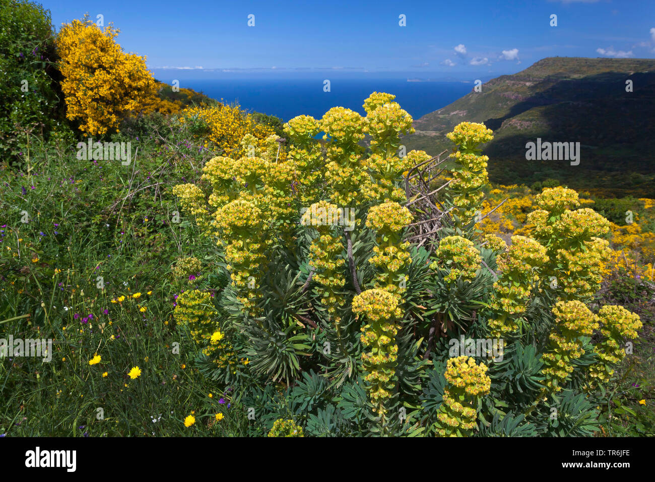 Großen mediterranen Wolfsmilch (Euphorbia Characias), blühen in dem Maquis an der Küste der Region Alghero, Italien, Sardinien, Alghero Stockfoto