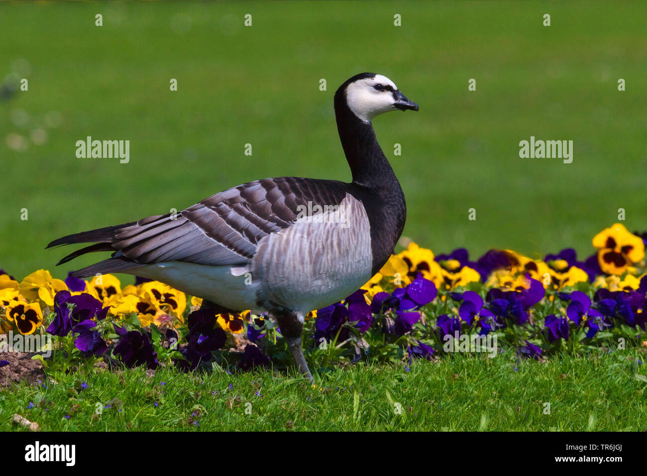 Nonnengans (Branta leucopsis), Pansy Violett, Deutschland, Bayern Stockfoto