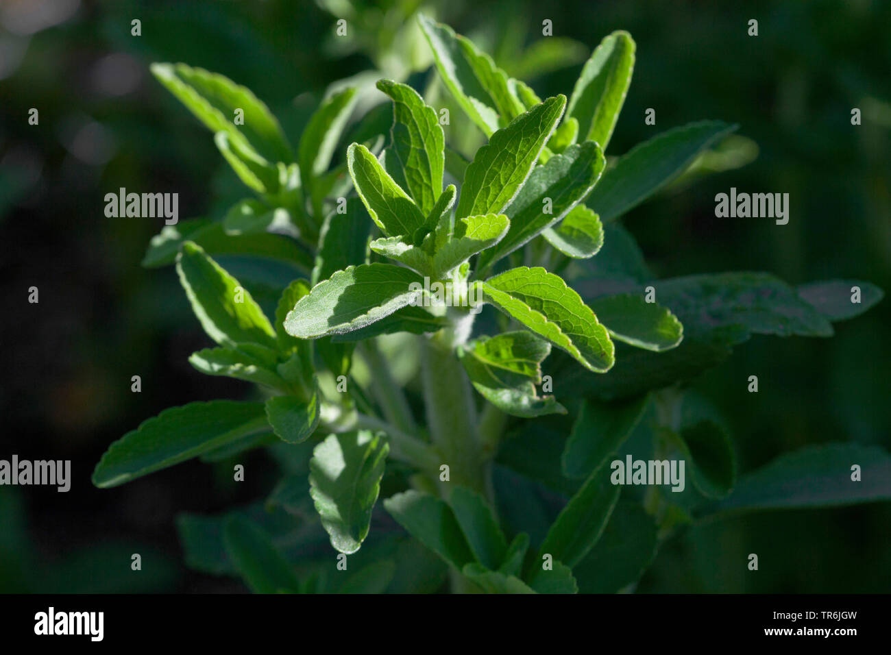 Stevia (Stevia Rebaudiana), Blätter Stockfoto