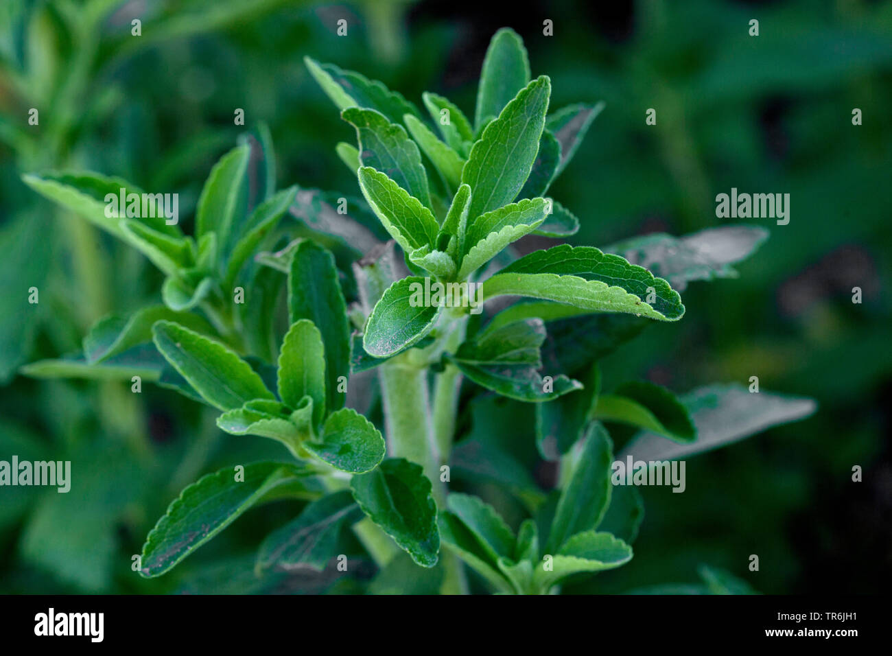 Stevia (Stevia Rebaudiana), Blätter Stockfoto
