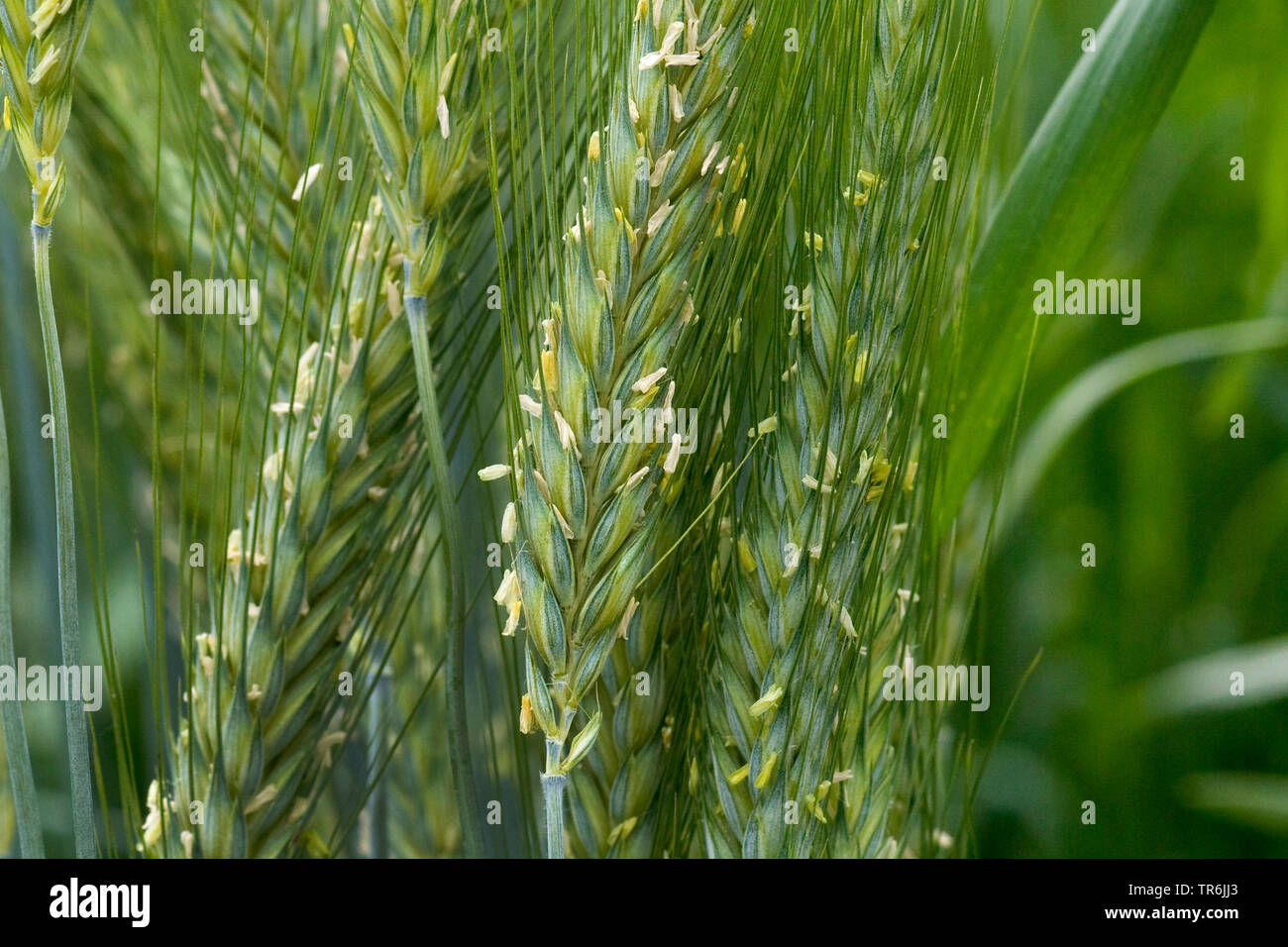 Kultiviert Roggen (Secale cereale), Ohren, Deutschland Stockfoto