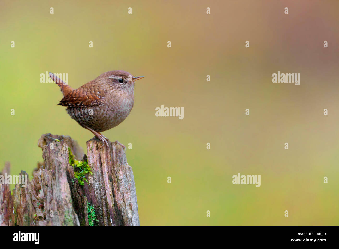 Winter Zaunkönig (Troglodytes troglodytes), auf einem Baum Baumstumpf, Deutschland, Bayern Stockfoto