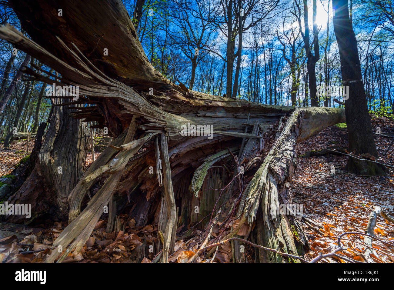 Gefallenen Baumstamm mit Klammern in einem Wald, Deutschland, Brandenburg Stockfoto